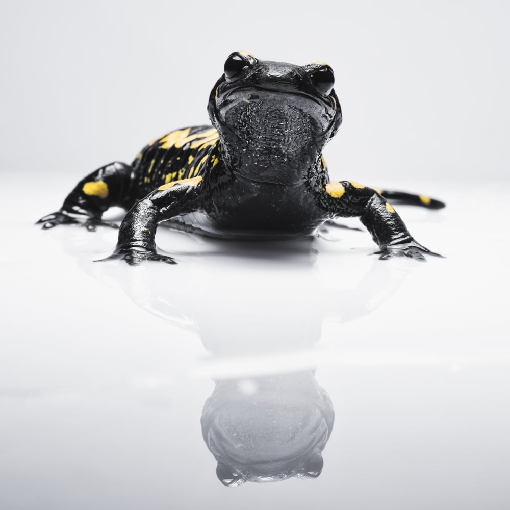 DPI12275328LARGE Salamander Caudata with Its Reflection on A White Surface - Tarifa Cadiz Andalusia Spain Poster Print - 24 x 24 in. - Large