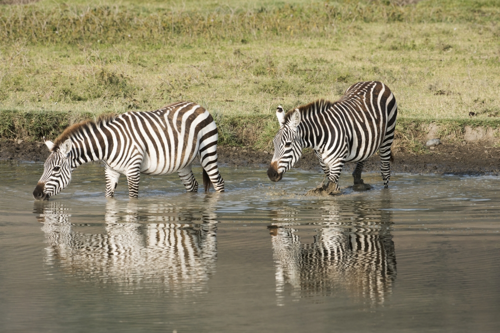 DPI12277847LARGE Two Common Zebra Drinking in Waterhole at Ngorongoro Crater - Tanzania Poster Print - 38 x 24 in. - Large