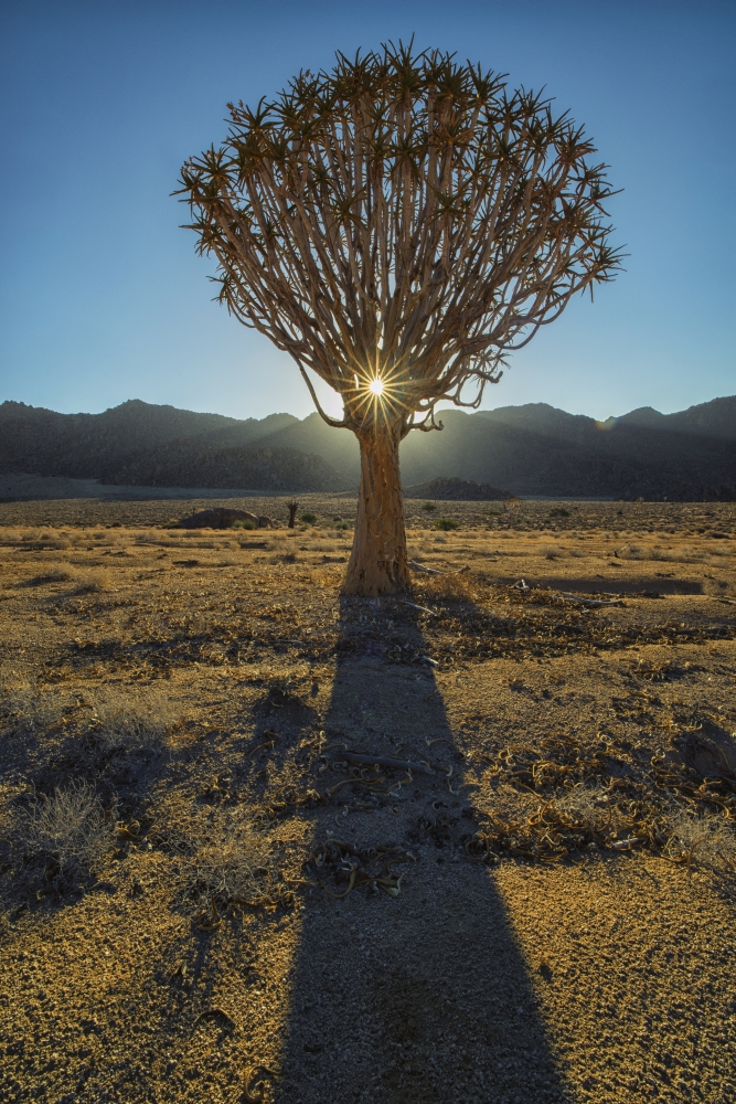 DPI12281384 Sunburst Through A Kookerboom Tree in Richtersveld National Park - South Africa Poster Print - 12 x 19 in.