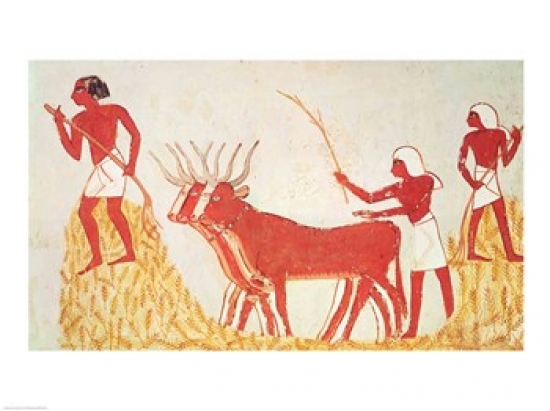 Picture of Posterazzi BALXIR192812 Using Cows To Trample Wheat From The Tomb of Menna Poster Print - 24 x 18 in.