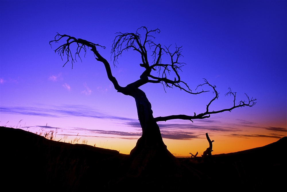 Silhouette of A Tree at Sunset Poster Print - 17 x 11 in.