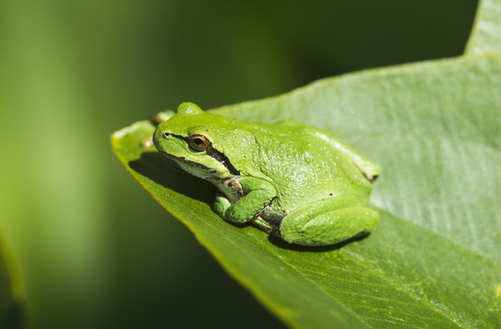 A Pacific Tree Frog Poster Print - 38 x 24 in. - Large