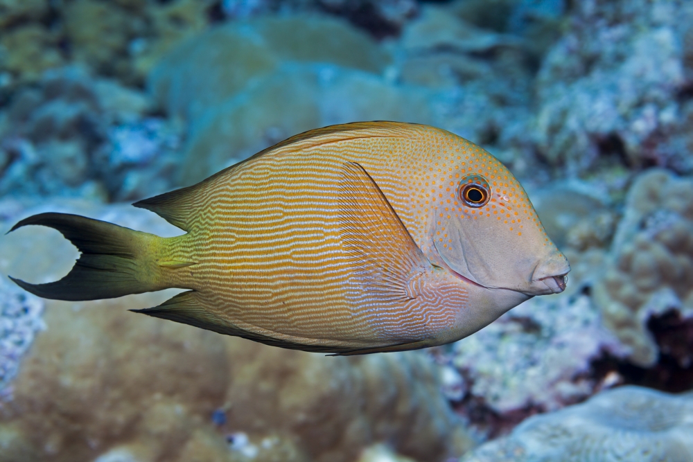 DPI12254699 The Striated Surgeonfish Also Known As A Striped Bristle Tooth - Maui Hawaii United States of America Poster Print - 19 x 12 in.