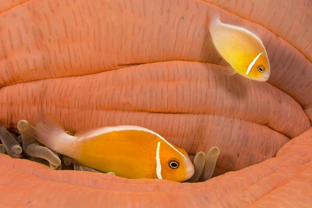 This Common Anemonefish Amphiprion Perideraion Most Often Found Associated Poster Print - 19 x 12 in.