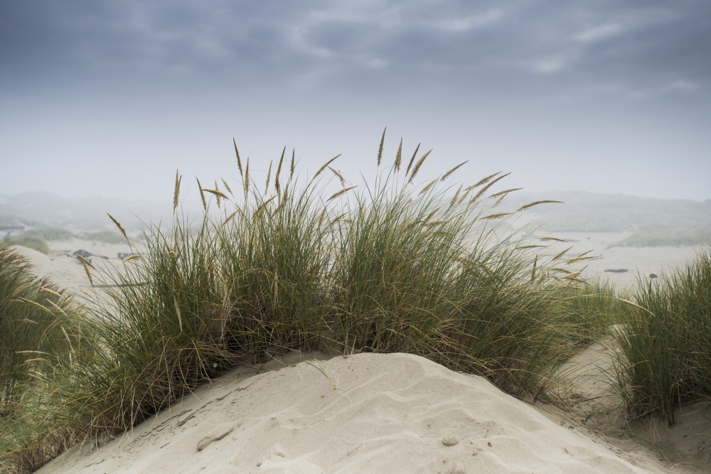 DPI12254905LARGE Dune Grass Along The Oregon Coast - Oregon United States of America Poster Print - 38 x 24 in. - Large