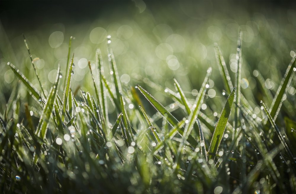 DPI12254927LARGE Dew Glistens on The Grass - Astoria Oregon United States of America Poster Print - 38 x 24 in. - Large
