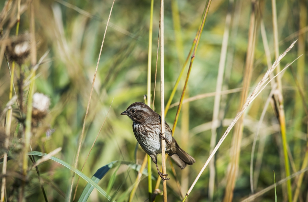 Song Sparrow Poster Print - 38 x 24 in. - Large