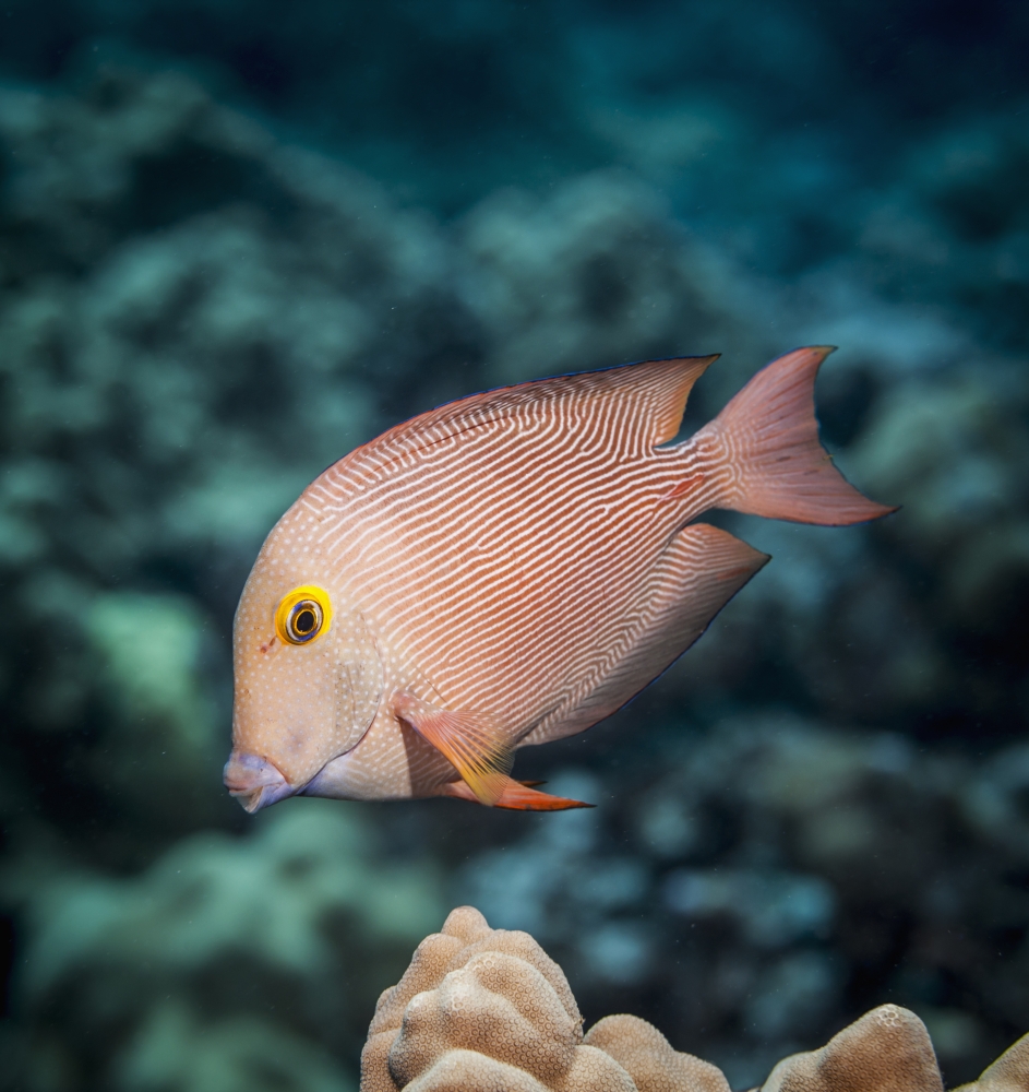 Goldring Surgeonfish Poster Print - 26 x 28 in. - Large