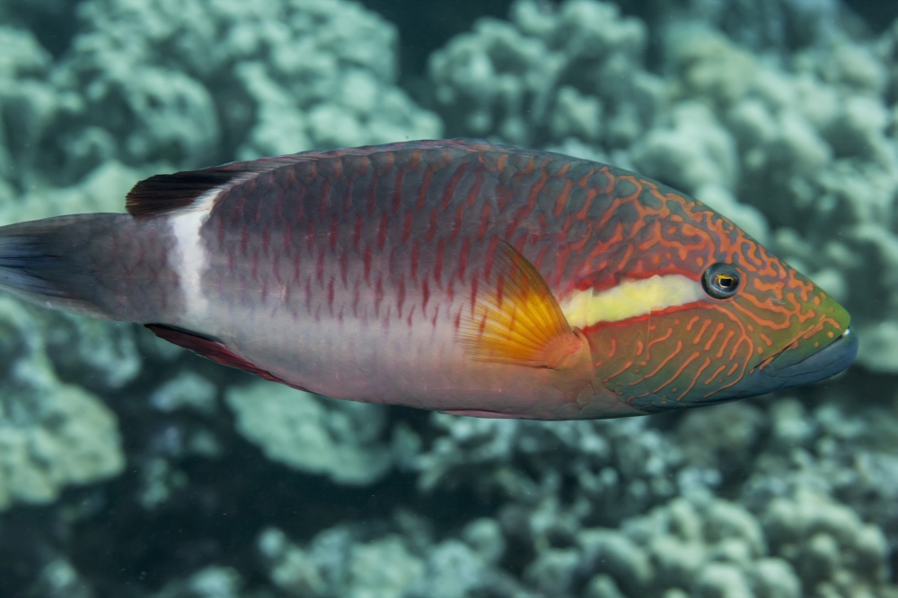Ringtail Wrasse Poster Print - 38 x 24 in. - Large