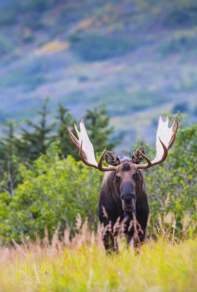 Large Bull Moose Standing in Brush Near Powerline Pass in The Chugach State Poster Print - 12 x 18 in.