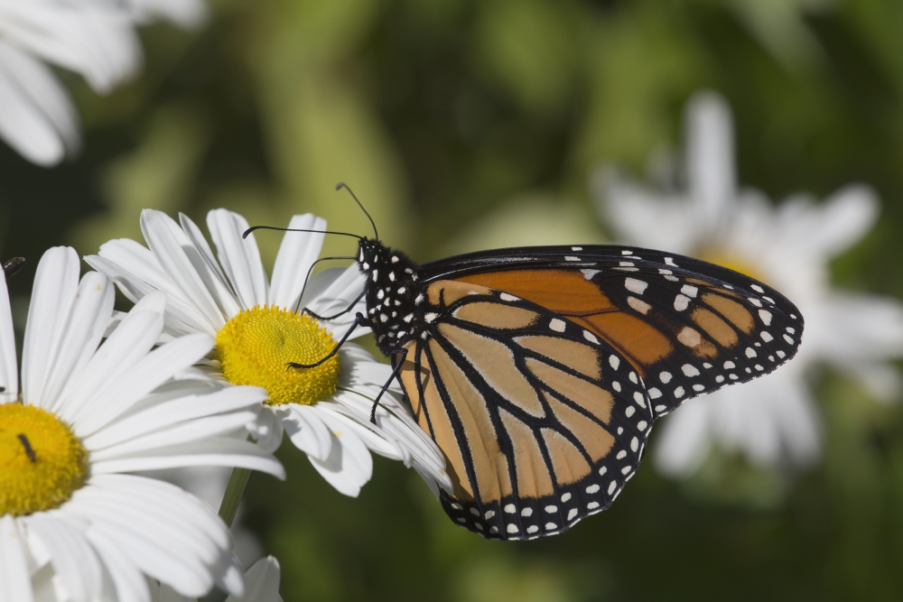 Monarch Butterfly Nectaring on A Montauk Daisy in Autumn - Madison Connecticut United States of America Poster Print - 38 x 24 in. - Large