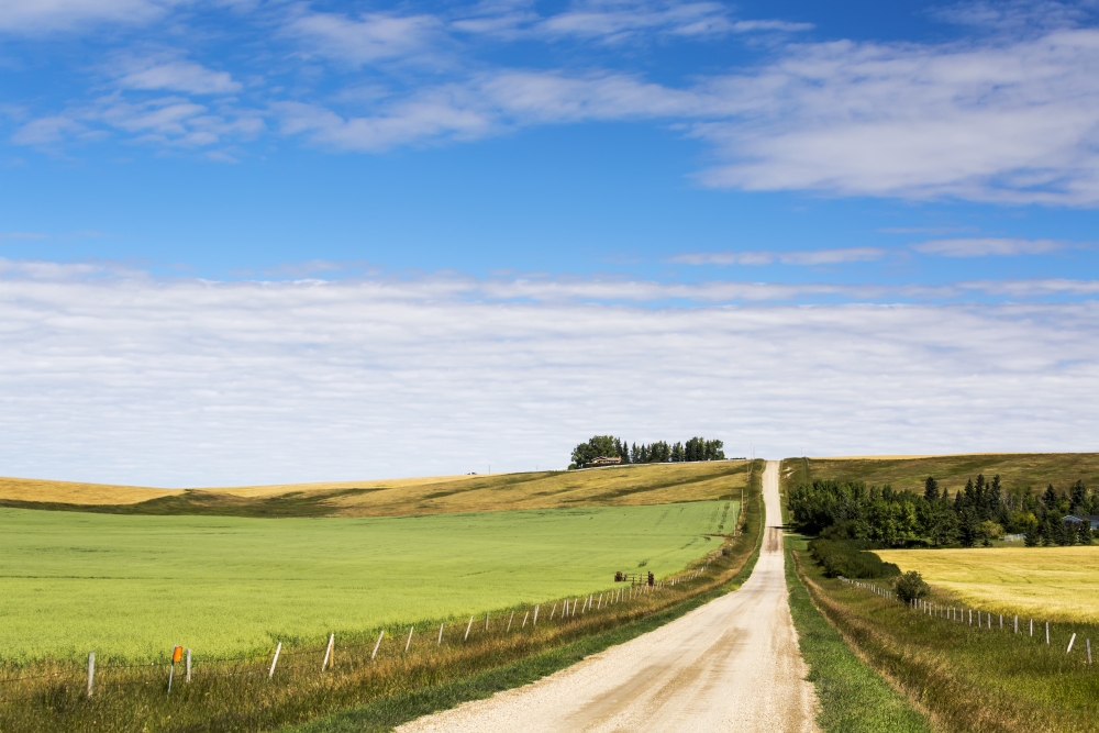 Gravel Road Climbing A Hill with A Green Oat Field on One Side & A Golden Grain Field on The Other with Blue Sky & Clouds Poster Print - 19 x 12 in.