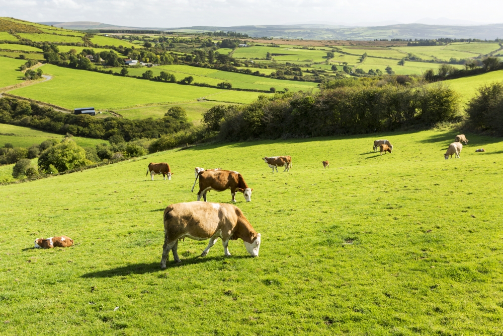 Cattle Grazing on Lush Green Hilly Pastures with Trees Separating Fields - County Kerry Ireland Poster Print - 19 x 12 in.