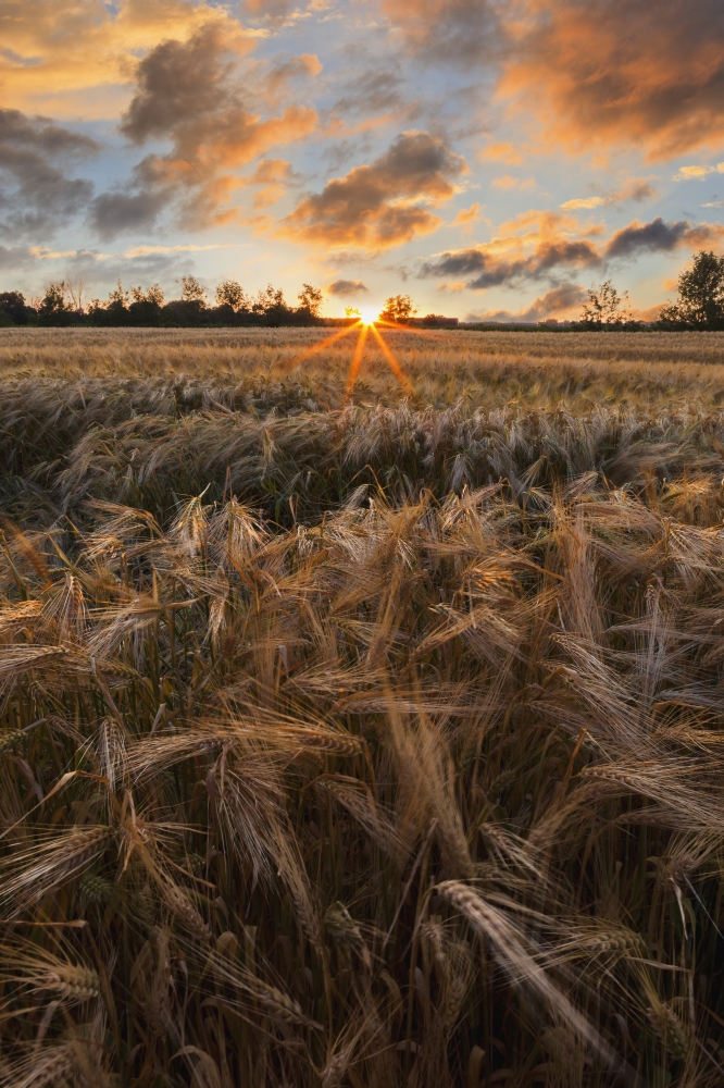 DPI12259454LARGE Glowing Clouds at Sunset Over A Barley Field - Saint-Scholastique Laurentides Region Quebec Canada Print - 24 x 38 in. - Large