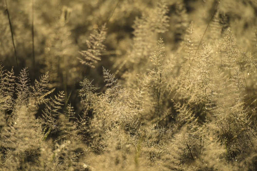 DPI12268558LARGE Grass with Dew on It at Dawn Liwonde National Park - Malawi Poster Print - 38 x 24 in. - Large