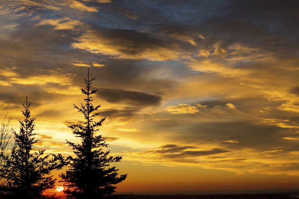 DPI12269277LARGE Silhouette of Two Evergreen Trees with Dramatic Colourful Clouds with Sunrise - Calgary Alberta Canada Print - 38 x 24 in. - Large