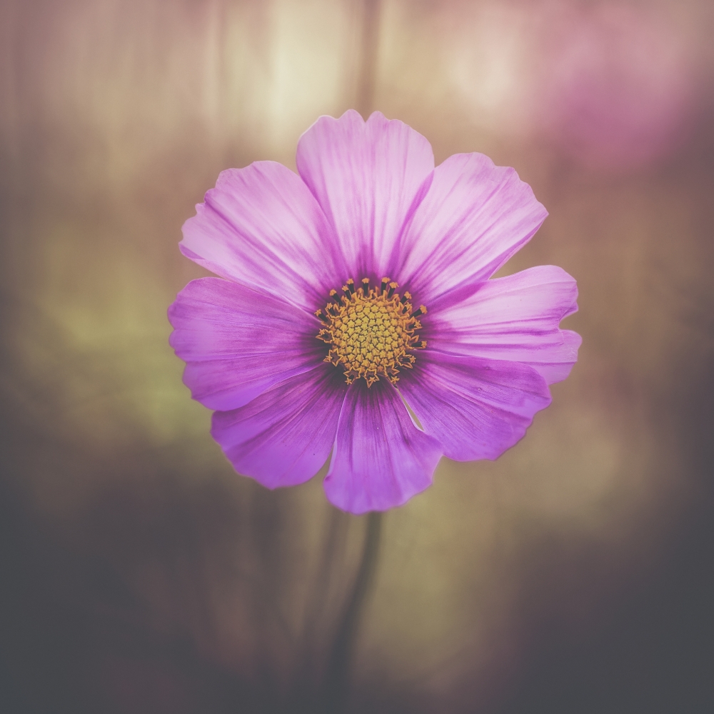 DPI12270109LARGE A Delicate Flower in The Jerusalem Botanical Garden - Jerusalem Israel Poster Print - 24 x 24 in. - Large