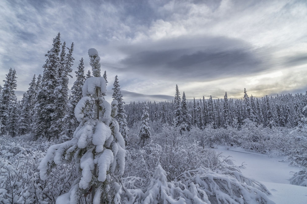 Clouds & Mist Envelop The Mountains While Snow Covers The Trees & Shrubs During Winter Along The Annie Lake Road Poster Print - 38 x 24 in. - Large