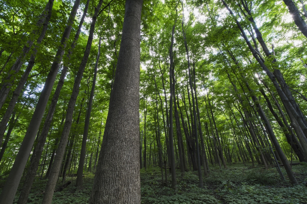 Looking Up Into The Canopy of Deciduous Trees in An Ontario Forest - Strathroy Ontario Canada Poster Print - 19 x 12 in.