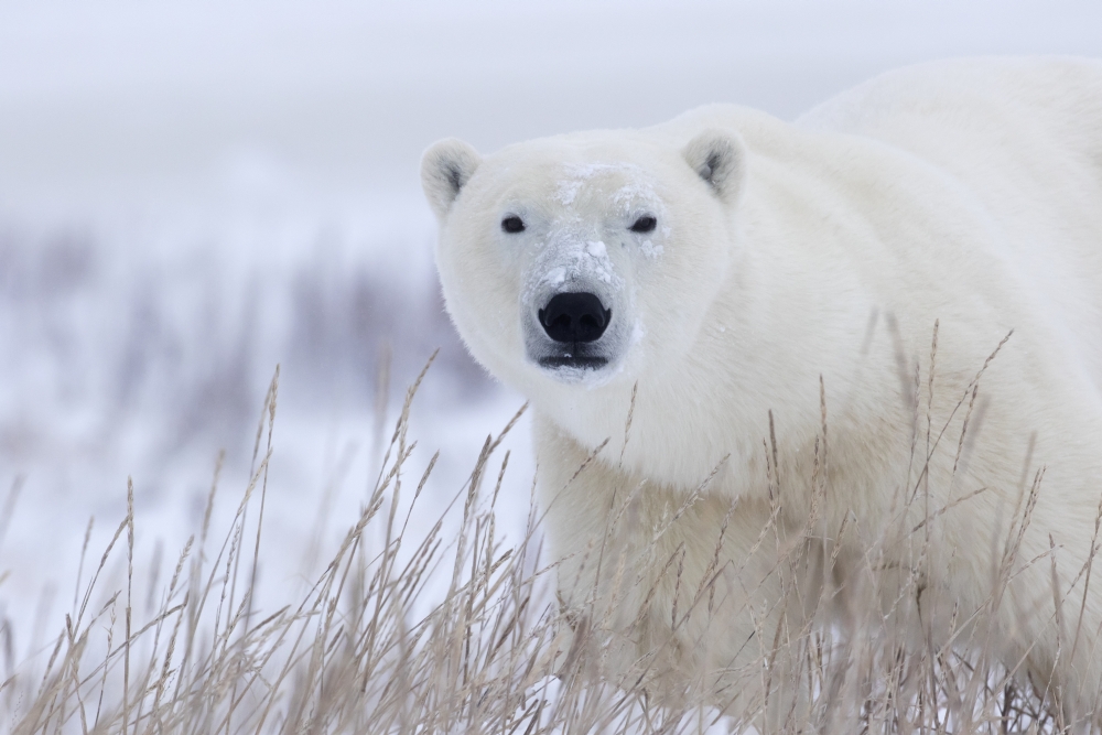 Polar Bear Poster Print - 38 x 24 in. - Large