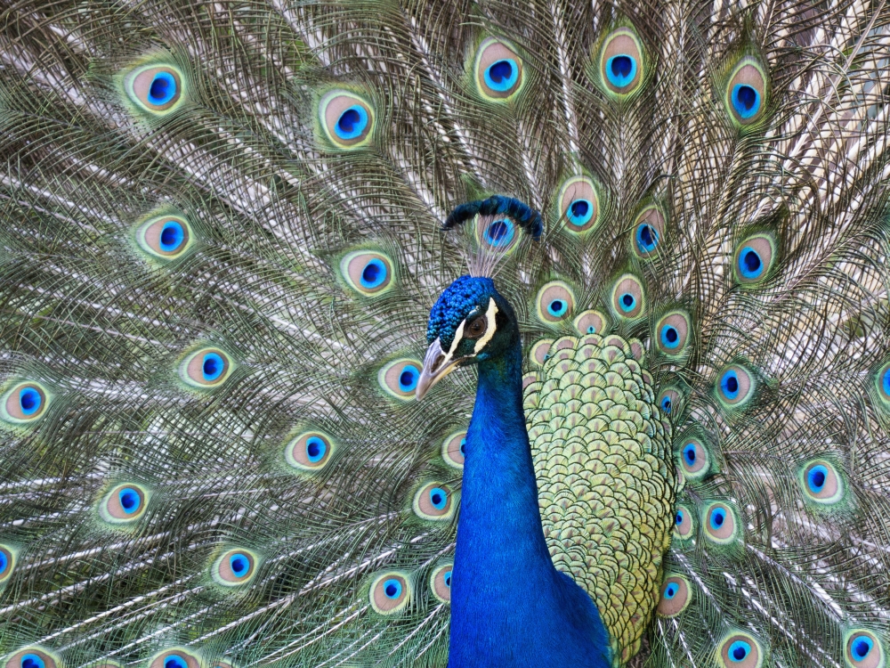 DPI12271089 Peacock in Full Display Mode Attempting To Attract A Mate - Santa Cruz Bolivia Poster Print - 18 x 13 in.