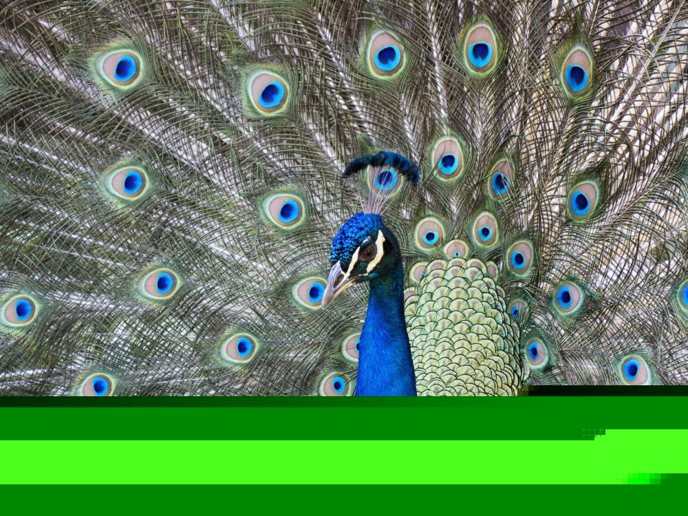 DPI12271089LARGE Peacock in Full Display Mode Attempting To Attract A Mate - Santa Cruz Bolivia Poster Print - 36 x 26 in. - Large
