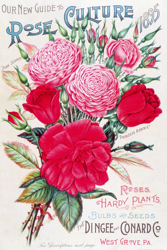 DPI12272540 Historic Dingee & Conard Co. Rose Bulb & Seed Catalog From 19th Century Poster Print - 12 x 18 in.