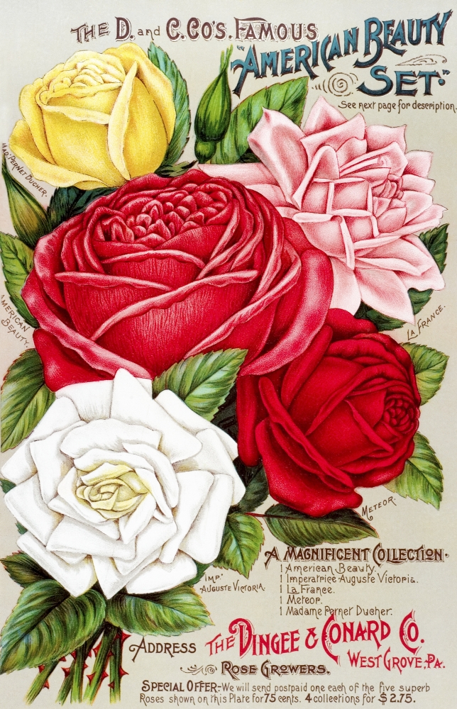 DPI12272541LARGE Dingee & Conard Co. Rose Bulb & Seed Catalog From 19th Century Poster Print - 24 x 38 in. - Large