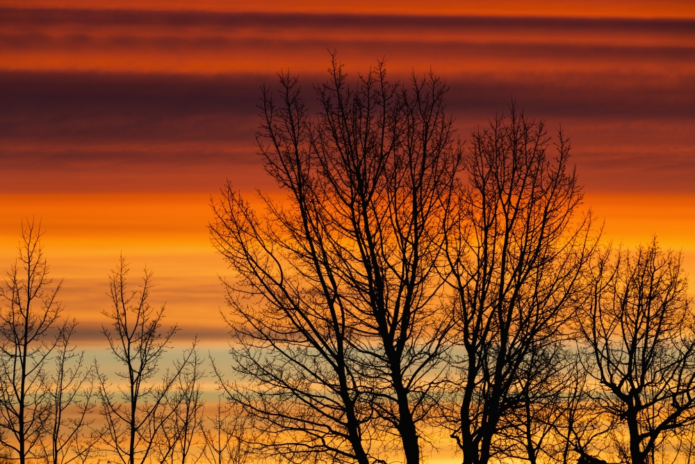 Silhouetted Tree Branches with Dramatically Colourful Clouds at Sunrise - Calgary Alberta Canada Poster Print - 38 x 24 in. - Large