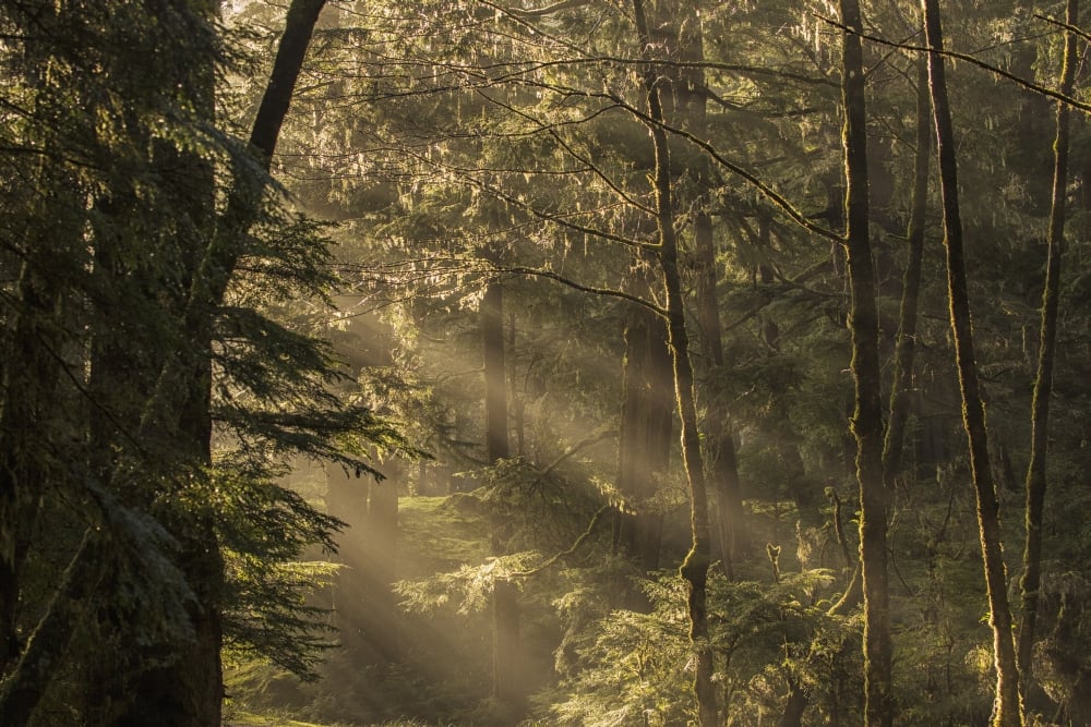 Sunlight Streams Through The Rainforest of Naikoon Provincial Park Which is on Haida Gwaii - British Columbia Poster Print - 38 x 24 in. - Large