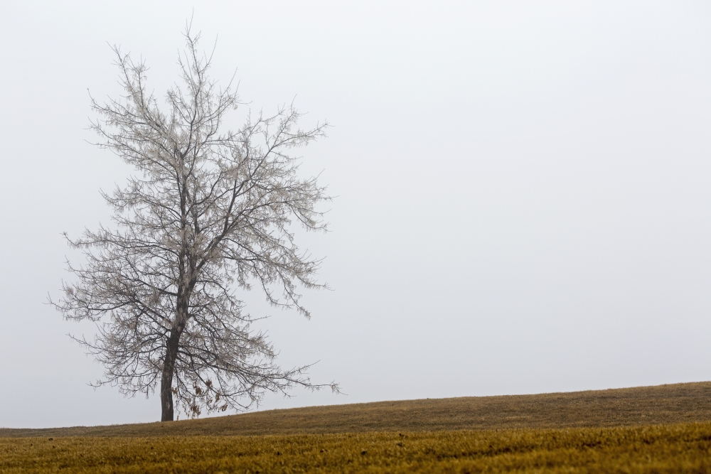DPI12277125LARGE Single Tree on A Foggy Hillside - Calgary Alberta Canada Poster Print - 38 x 24 in. - Large