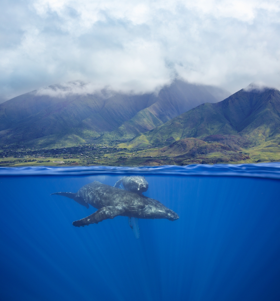 A Split Image of A Pair of Humpback Whales Underwater in Front of The West Maui Mountains Just South of Lahaina Poster Print - 28 x 32 in. - Large