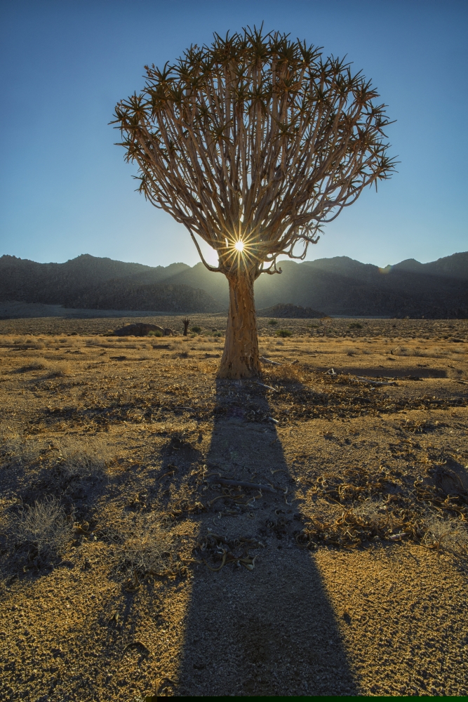 DPI12281384LARGE Sunburst Through A Kookerboom Tree in Richtersveld National Park - South Africa Poster Print - 24 x 38 in. - Large