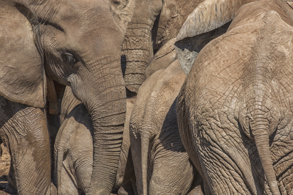 DPI12281410LARGE Elephants Gather at A Watering Hole in Addo Elephant National Park - South Africa Poster Print - 38 x 24 in. - Large