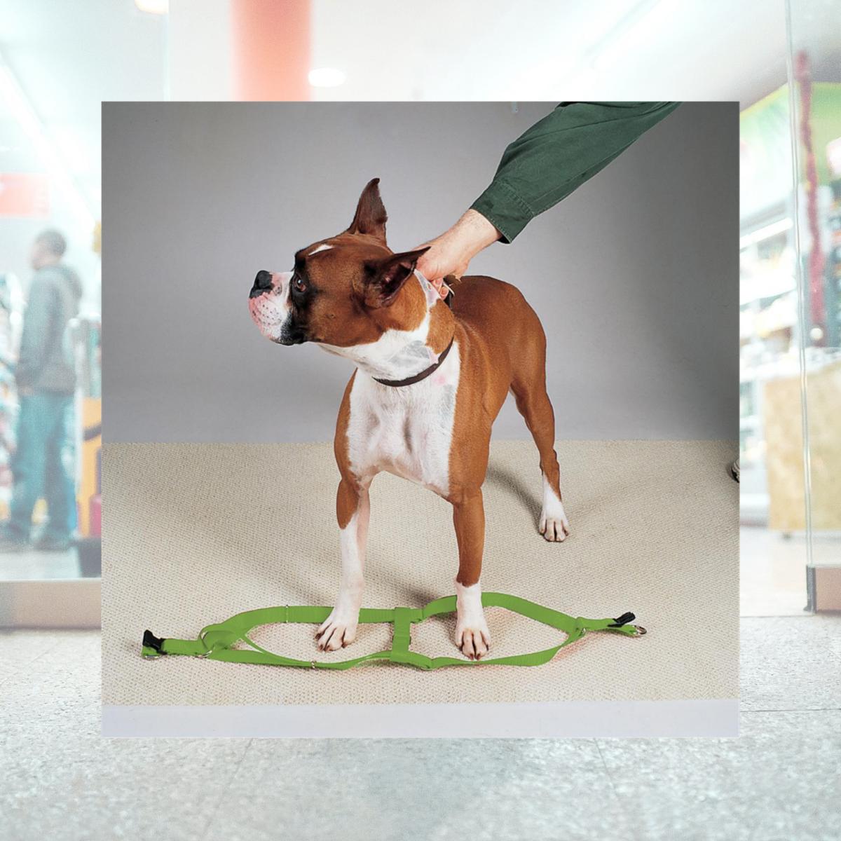 Picture of Casual Canine ZA807 09 29 9-15 in. Nylon 2 Step Dog Harness, Green