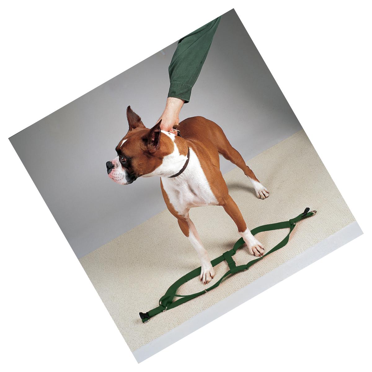 Picture of Casual Canine ZA817 09 45 9-15 in. Nylon 2 Step Dog Harness, Green