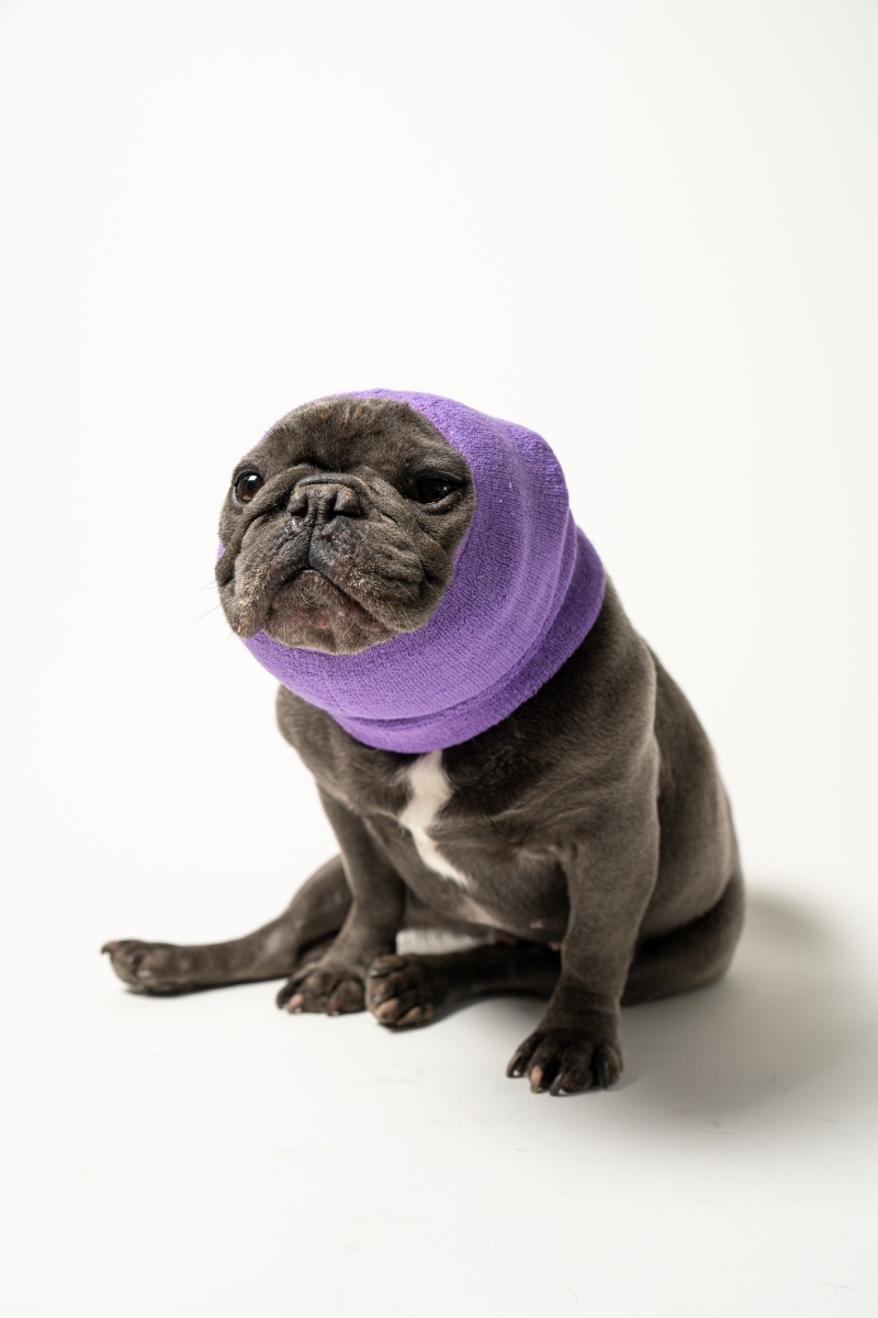 Picture of Pet Hoodz PHML Pet Hoodies, Lavender - Medium