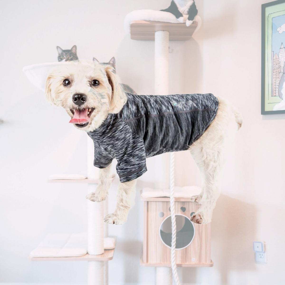 Picture of Pet Life TSHL5BKXL Active Warf Speed Heathered Ultra-Stretch Sporty Performance Dog T-Shirt - Black Heather on Black, Extra Large