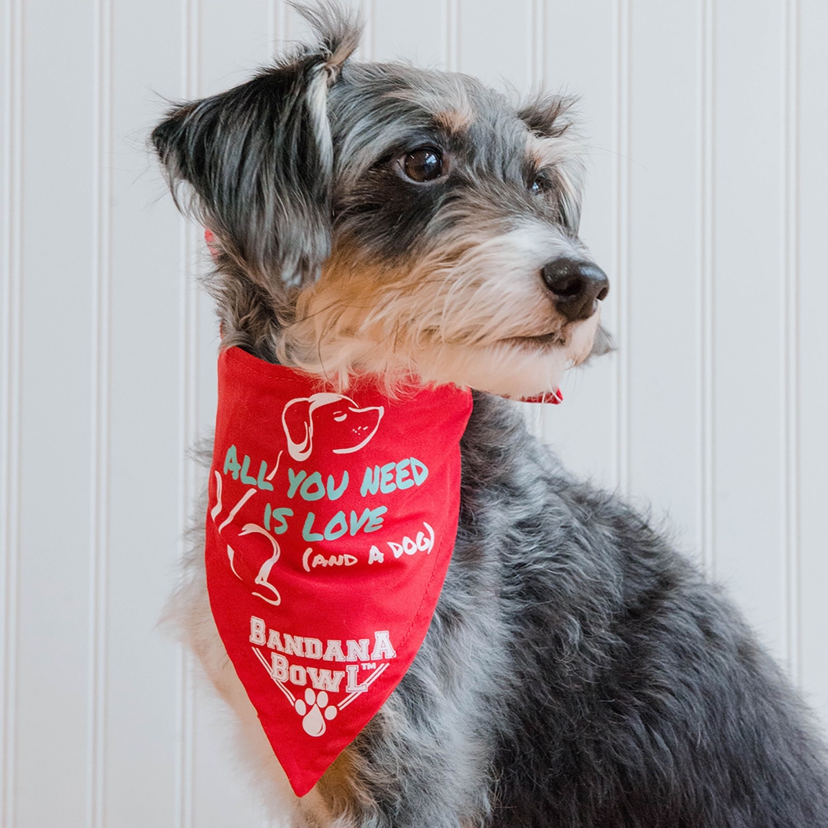 Picture of Bandana Bowl 3650359 Bowl, Red - Medium