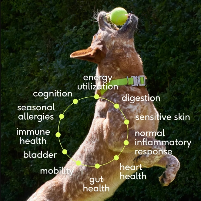 Picture of Native Pet np10026 Native Pet The Daily Dog Supplement Super Multi Vitamin Topper 11 in 1 Benefits