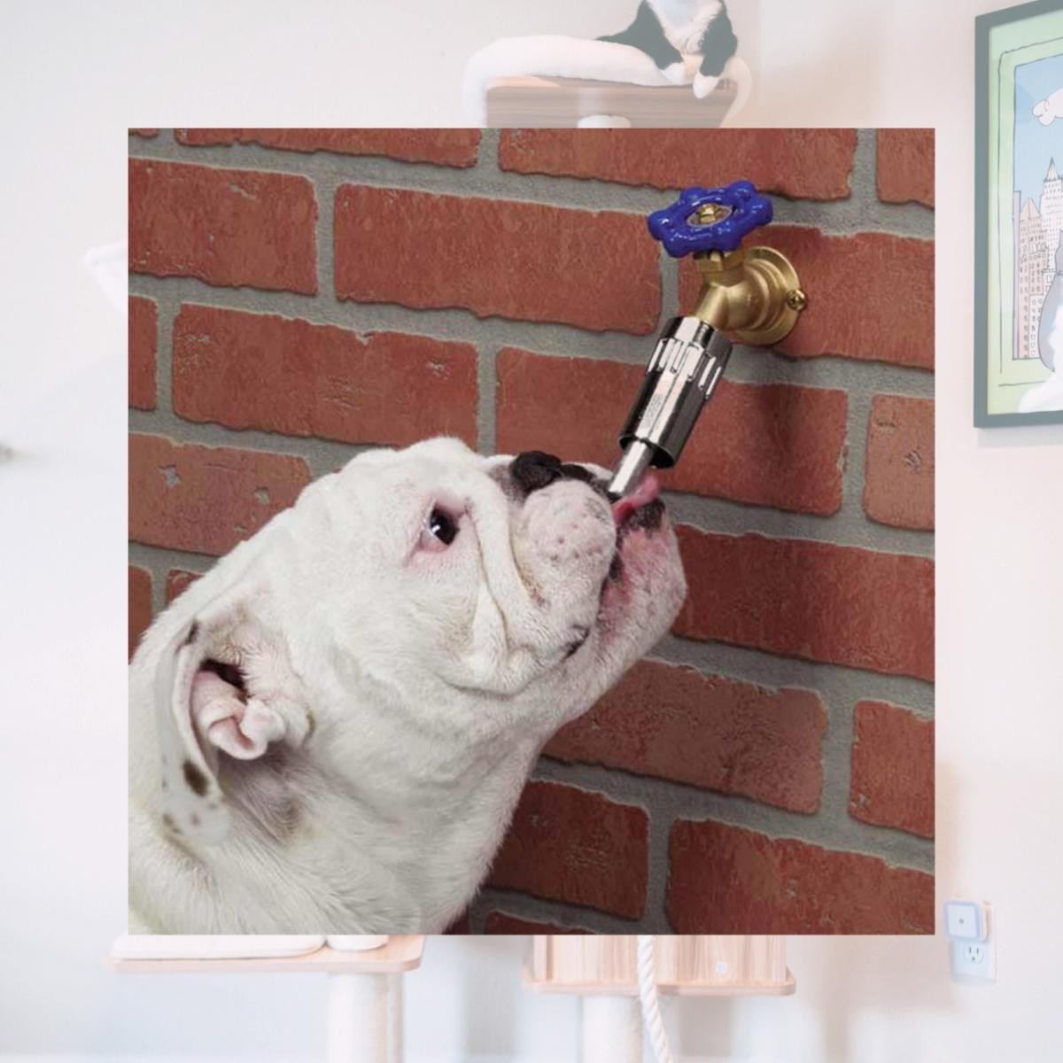 Picture of Cool Pup ZA3840 Faucet Waterers - One Size