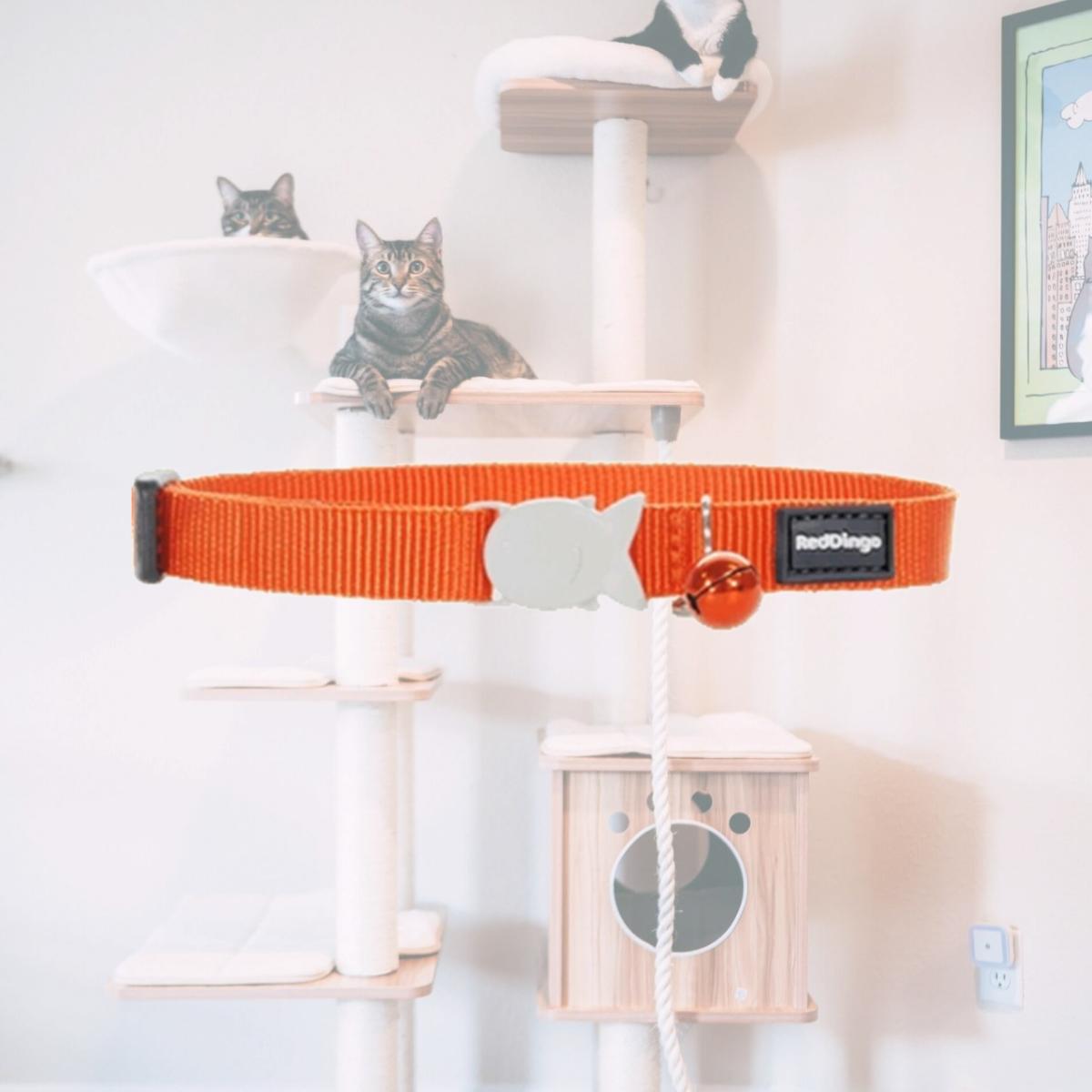 Picture of Red Dingo CC-ZZ-OR-12 Red Dingo Cat Collar Classic Orange