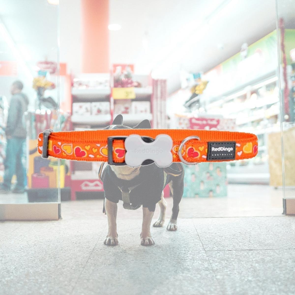 Picture of Red Dingo DC-BZ-OR-12 Dog Collar Design Breezy Love Orange- Extra Small