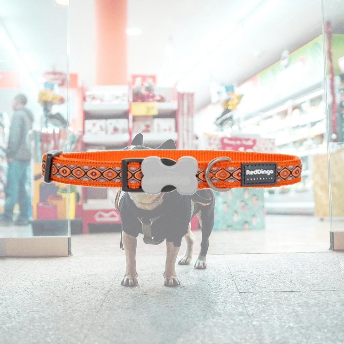 Picture of Red Dingo DC-SE-OR-12 Dog Collar Design Snake Eyes Orange- Extra Small