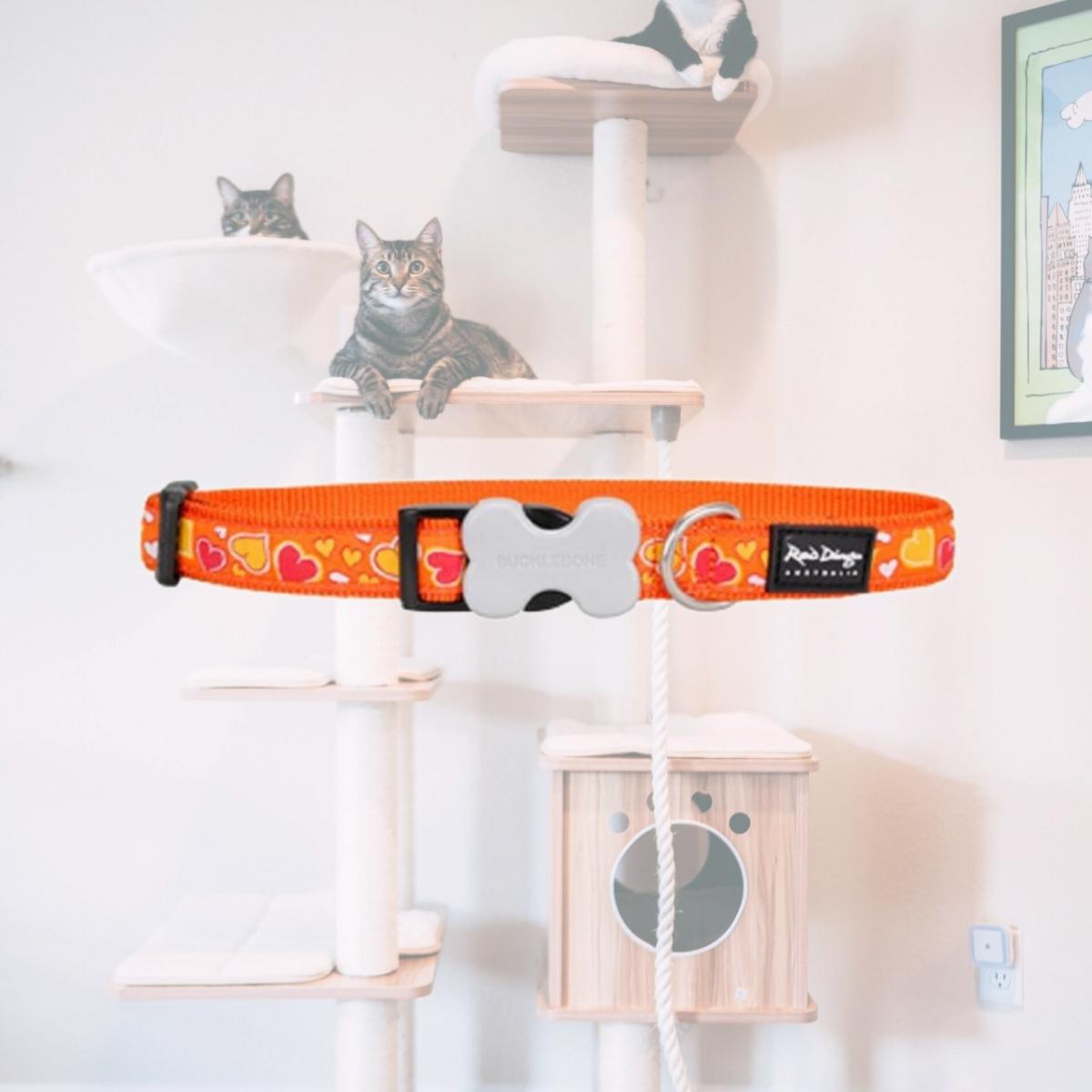 Picture of Red Dingo DC-BZ-OR-20 Dog Collar Design Breezy Love Orange- Medium