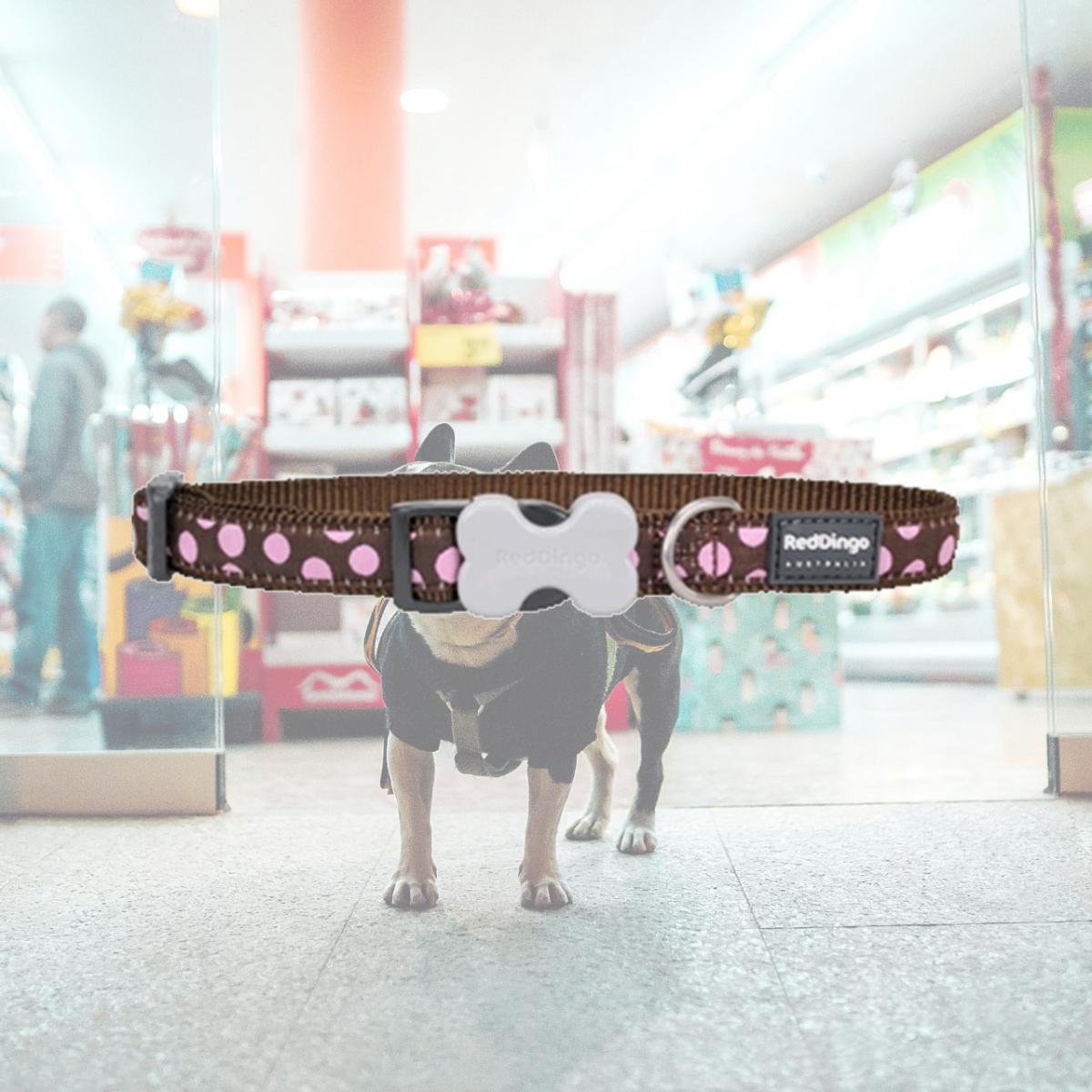 Picture of Red Dingo DC-S1-BR-25 Dog Collar Design Pink Dots on Brown- Large