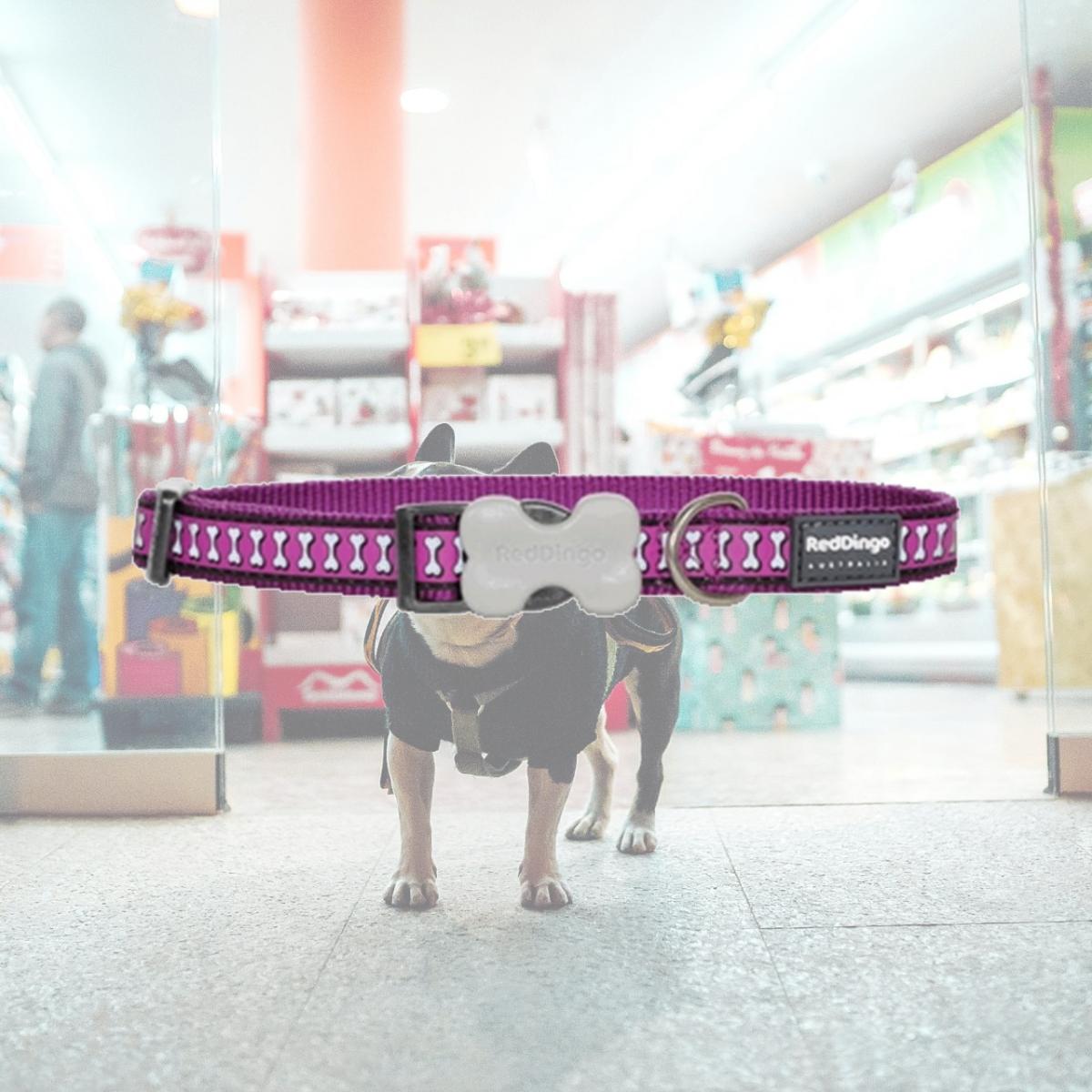 Picture of Red Dingo DC-RB-PU-12 Dog Collar Reflective Purple- Extra Small