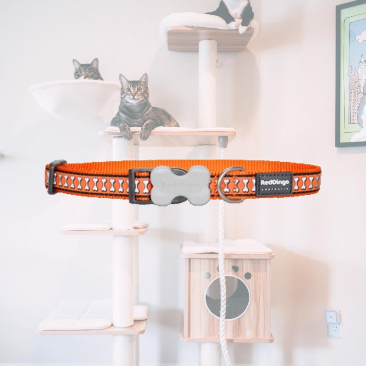 Picture of Red Dingo DC-RB-OR-12 Dog Collar Reflective Orange- Extra Small