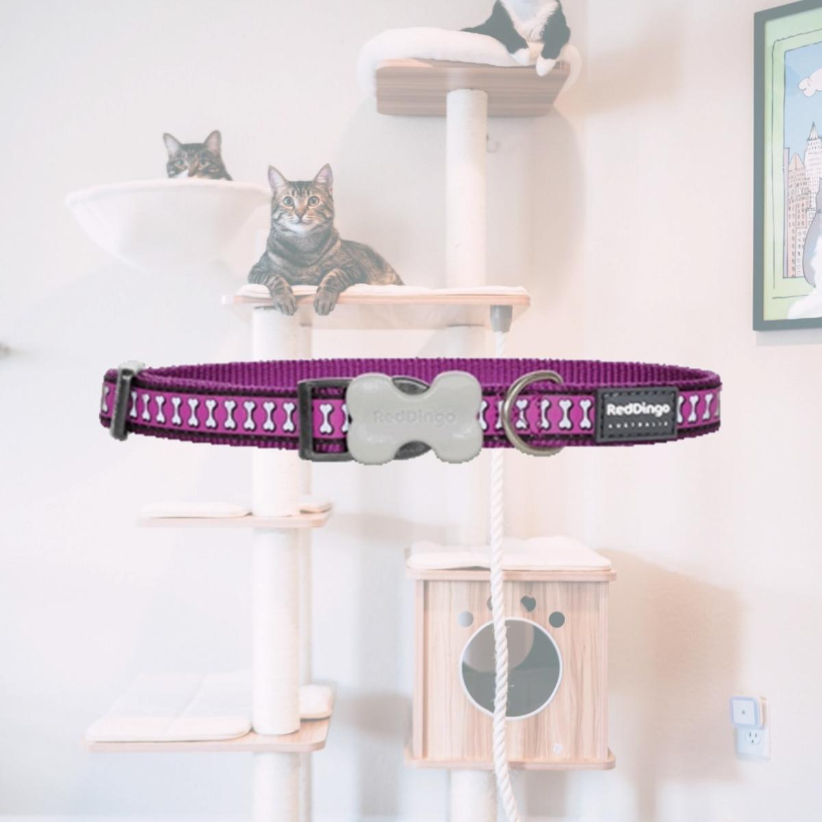 Picture of Red Dingo DC-RB-PU-20 Dog Collar Reflective Purple- Medium