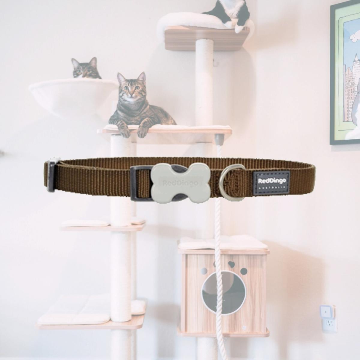 Picture of Red Dingo DC-ZZ-BR-12 Dog Collar Classic Brown- Extra Small